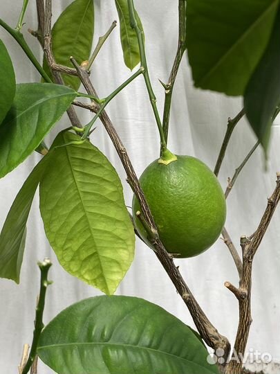 Лимон Мейера