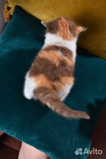 Британские котята изысканных окрасов