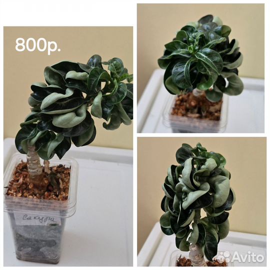 Адениум прививки