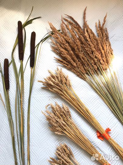 Сухоцветы для творчества пампасная трава камыши