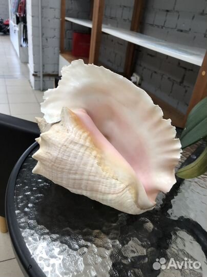 Ракушка морская очень большая красивая розовая