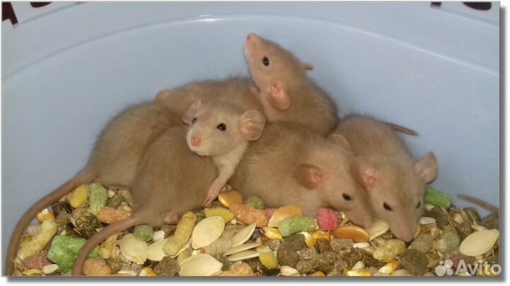 Янтарные крысята, крысы Дамбо из питомника
