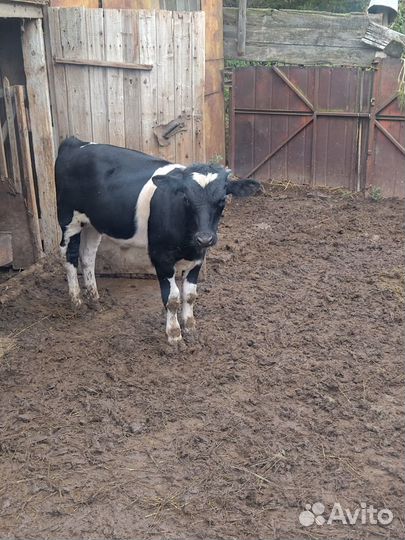 Продаються коровы
