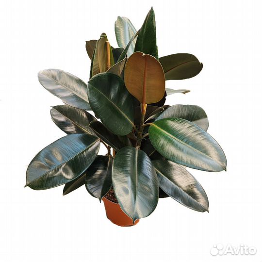 Растения для гостиной