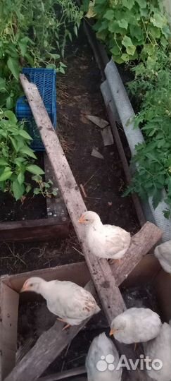 Цыплята питушки
