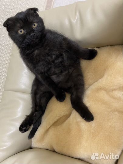 Лежанка для кошек