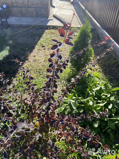 Барбарис бордовый