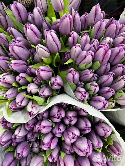 Лавандовые тюльпаны. Букет цветов тюльпанов