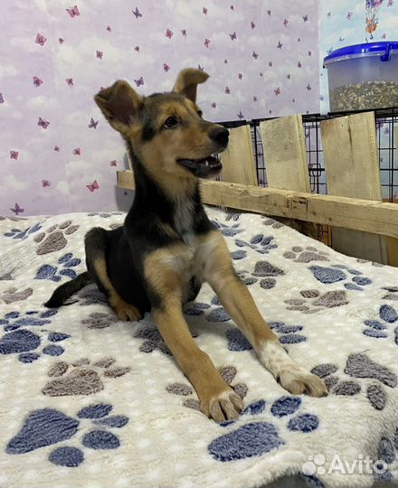 Щенок девочка в добрые руки