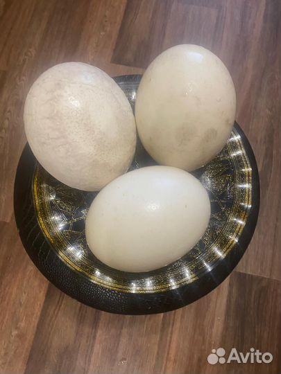 Страусиная скорлупа для поделок