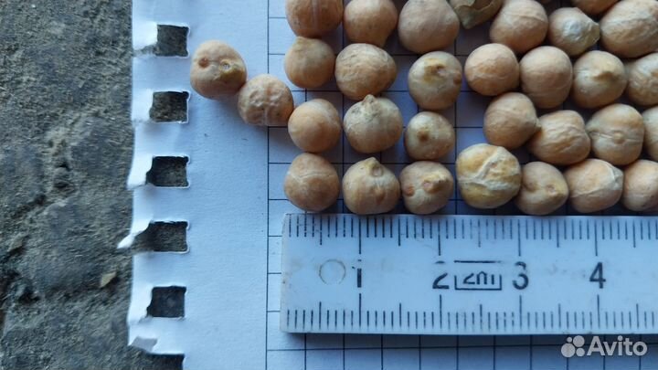 Нут. Урожай 2023