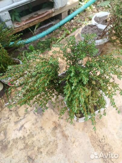 Чабрец(тимьян)