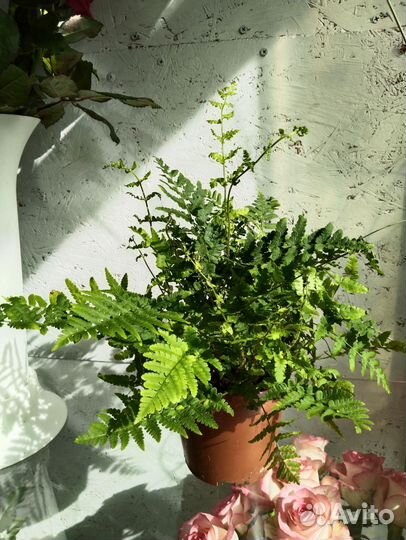 Кротон, комнатные растения