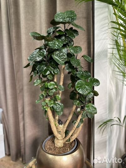 Фикус Полициас Фабиан дерево 110 см