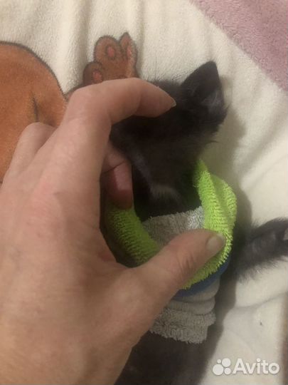 Бурманская