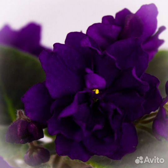 Детки сортовых фиалок