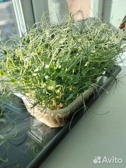 Микрозелень горошка