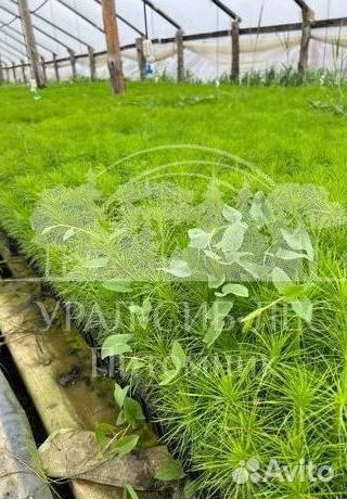 Предзаказ Голубая ель зкс сеянцы