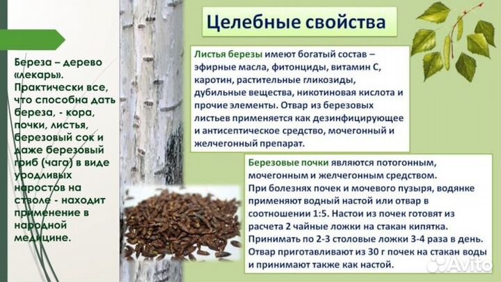 Лист берёзы