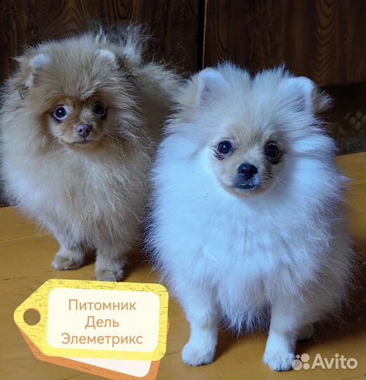 Померанский шпиц, щенки