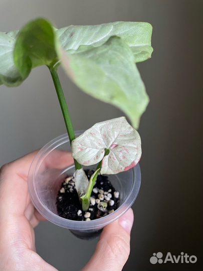 Пикси,микрофилла,Эльдорадо,Керли,Вианди