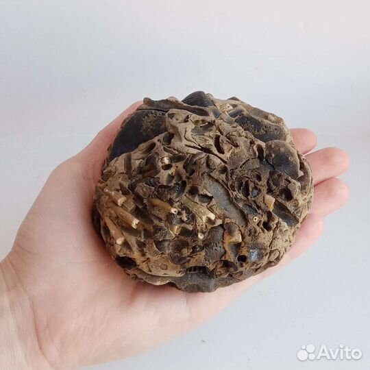 Окаменелости