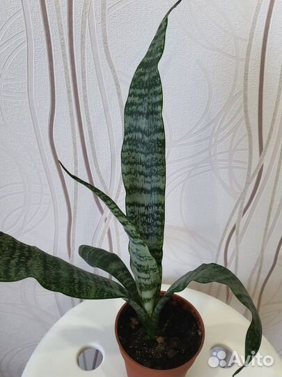 Сансевиерия, тёщин язык