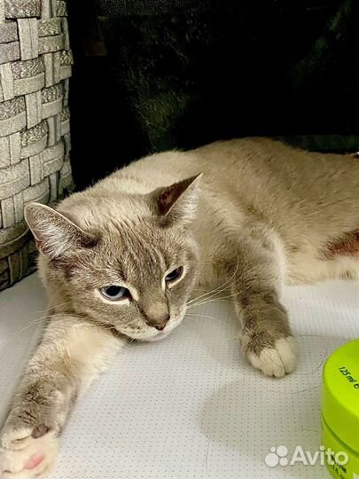 Кошечка в добрые руки