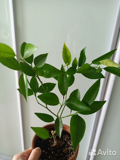 Цитрус Кукле