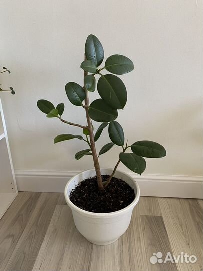Фикус эластика