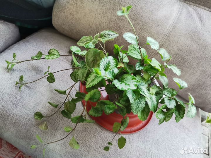 Цветы уличные