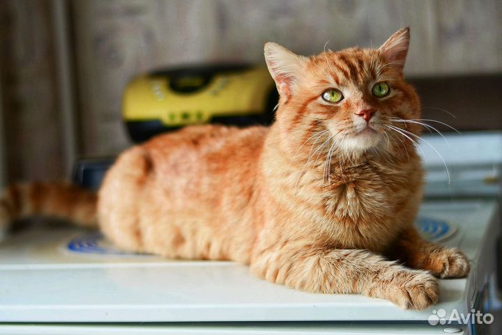 Коржик добряк