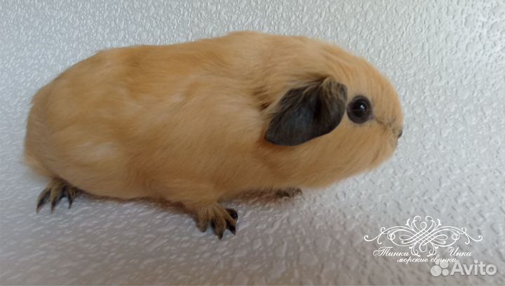 Морская свинка. Кали. и Селф - малыши