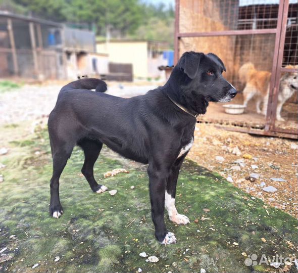 Собака в добрые руки