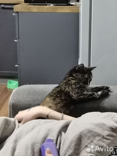 Отдам кошку в добрые руки