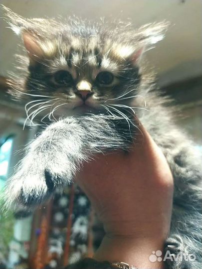 Котята мейн-кун метис