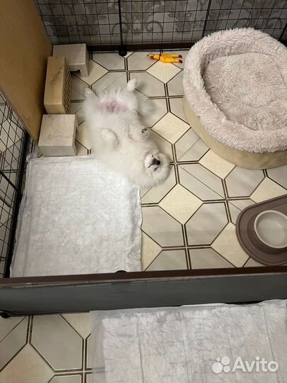 Щенки шпица мини