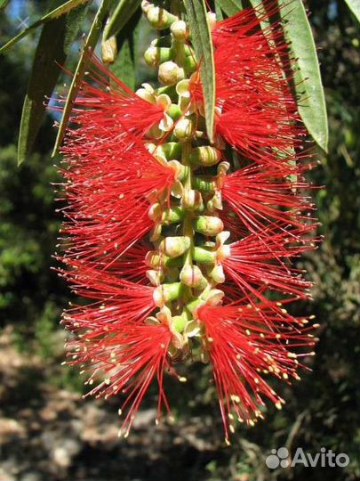 Каллистемон крупнолистный и узколистный