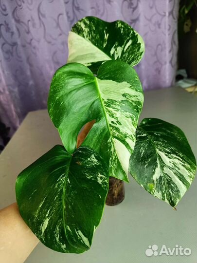 Монстера вариегатная Альба