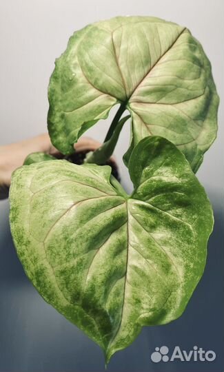 Сингониумы разные