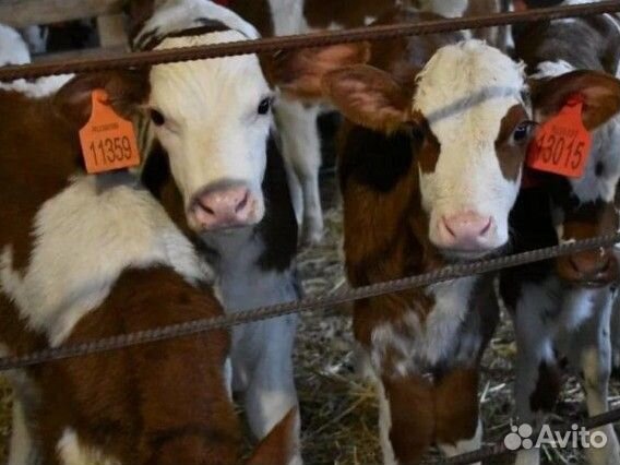 Телята Сименталы на доращивание