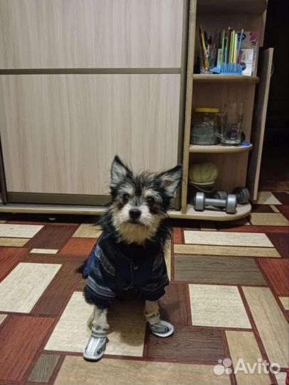 Передержка собак