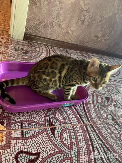 Туалет лоток для кошек