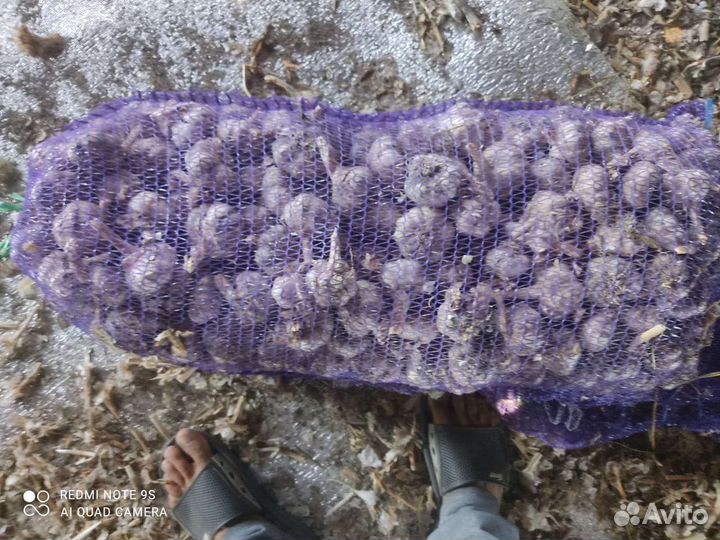 Чеснок семена посадка