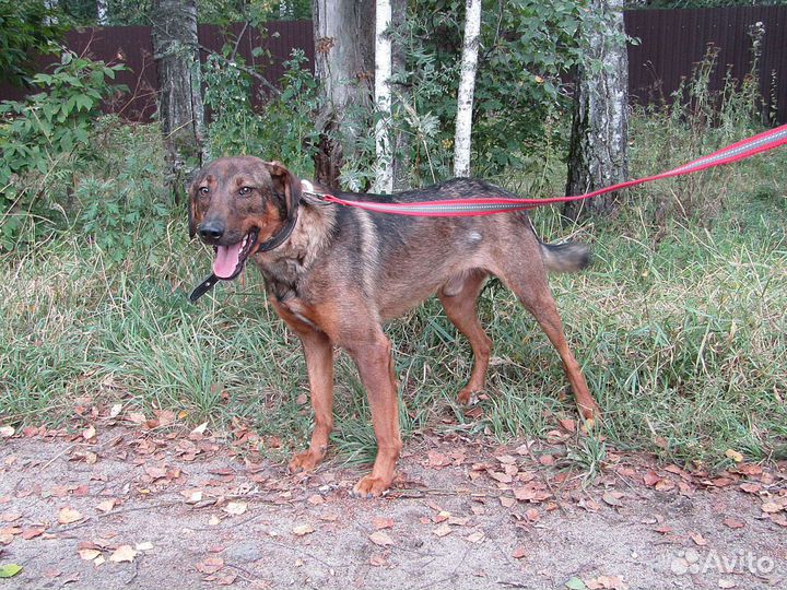 Молодой кобелёк