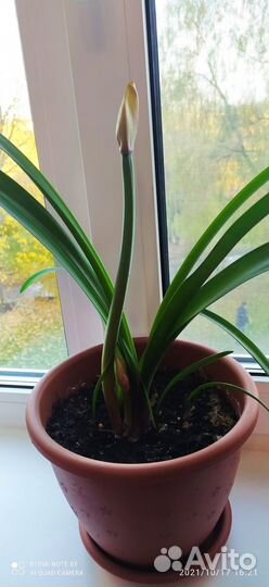 Валотта комнатные цветы