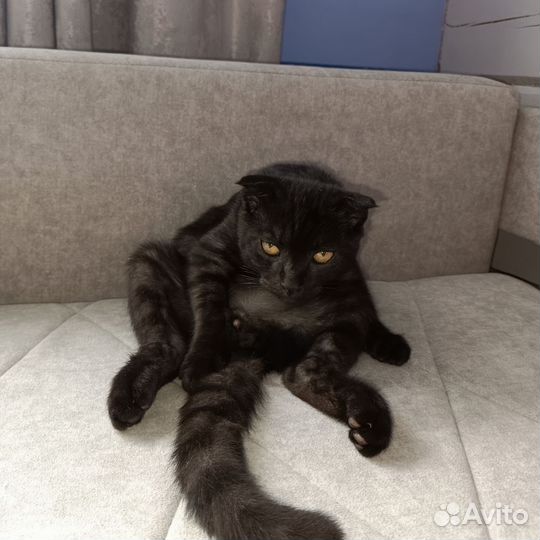 Вислоухий котБесплатно