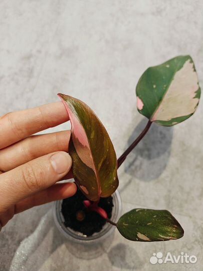 Филодендрон розовая принцесса