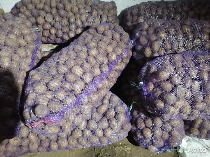 Семенной картофель, сорт Гала