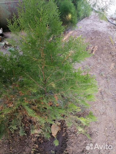 Саженцы туи